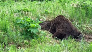 Bear Digging in the Dirt