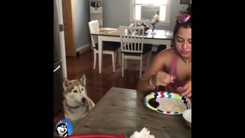 Cute and Funny Huskies