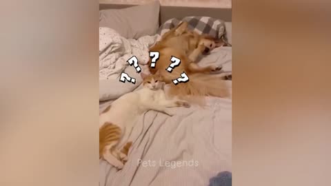 funny cat and dog video part1