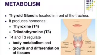 Metabolism * T4 to T3 conversion * Endocrine * Iodine