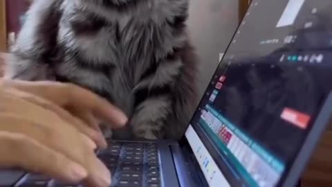 Cat video 💖✨