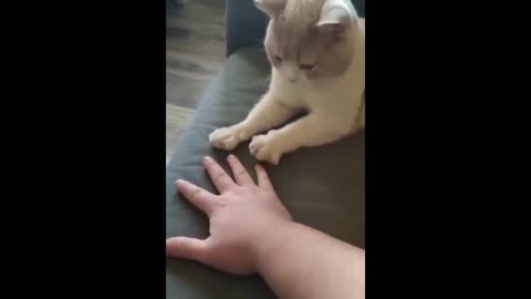 The Unique Skills of Kittens