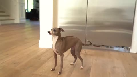 Rare video of the rarest breed of dogs