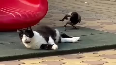 funny cats