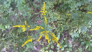 Goldenrod