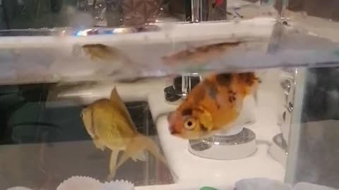 Our cute aquarium with 2 small fishes.. # short video