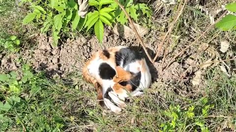 Cute cat sleeping under the sun. Relaxing, calming video.