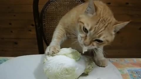 vegetarian cat