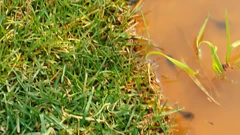 Newly hatched tadpoles explore pond