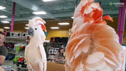 Incredible pet bird videos