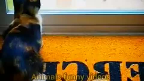 Funny Cat Animals New Videos 2022 | Animals Funny Videos !!! #animals #shorts #funnyvideo #funny