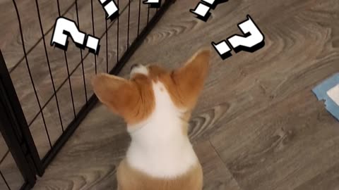 My Corgi Puppy's reaction to meeting his sister, a dwarf hamster, for the first time! 🐶❤️