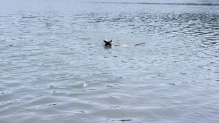 Swimming at Suttle Lake.