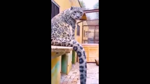 "Laugh Out Loud: Hilarious Animals Videos 2023 | Get Your Daily Dose of Cuteness"