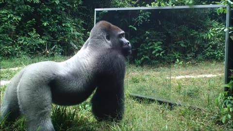 Gabon: This Silverback thinks this intruder in the mirror (his reflection) comes to steal his wives.