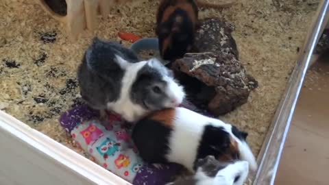 Guinea Pigs