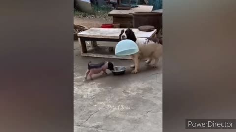 Dog funny video