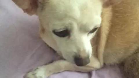 Pretty Chihuahua