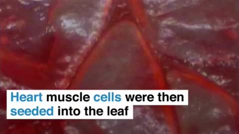 A spinach leaf has been transformed into beating human heart tissue.WPI transformed leaf into heart.