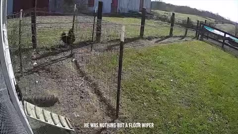 Feathered Fury! Rooster Defies Eagle, Sparks Epic Mid-Air Showdown!