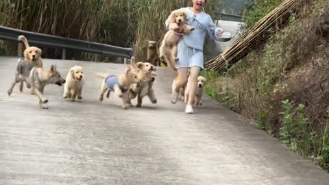 A chase by Doggy Gang