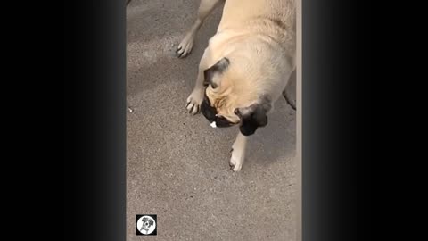 Pug Moments