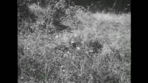 WW2 German sniper training film