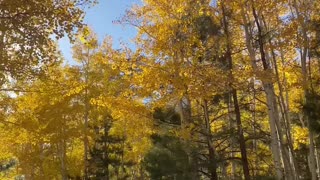 Autumn Inner Basin Trail