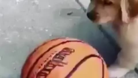 Cute puppy with basketball