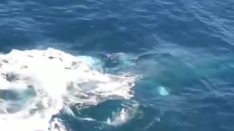 the orca whale's amazing leap😱, and its very loud screams😱