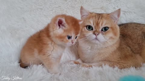 Young kitty meets his son for the firs time