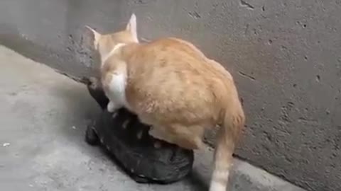 CAT RIDING ON TOP OF A TURTLE