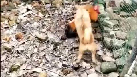 funny dog chicken fight !!!