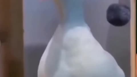 Funny duck laughing watch till end.