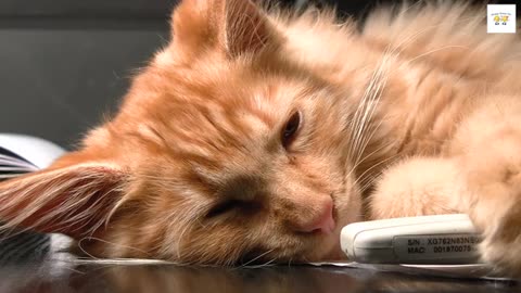 Adorable Sleepy Cats! ~ Cute Kittens & Relaxing Piano Music 🐈