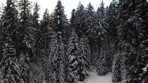 Flying Up And Backward From Snowy Trees In 4K