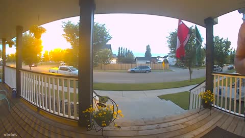 Group of Skunks Startles Man