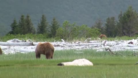 Battle Of The Giant Alaskan Grizzlies, grizzly vs grizzly, alaska