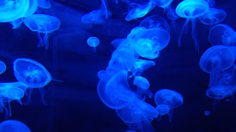 Jellyfish Tank Water Life Marine Blue .Aquarium 🥰