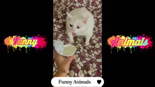 Funniest Dogs And Cats Videos: Best Funny Animal Videos of 2022