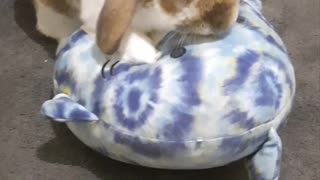 Rabbit Playing