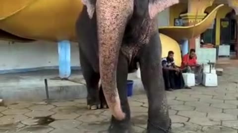 Elephant dance