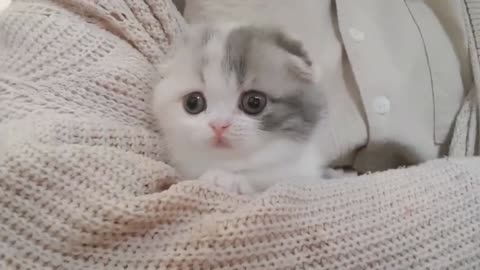 Captivating Cuteness: Meet the Irresistible Charm of a Baby Cat!" 😺