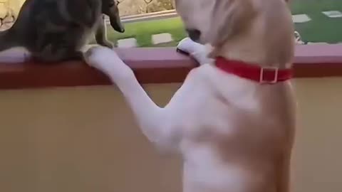 Funny Cat FIght