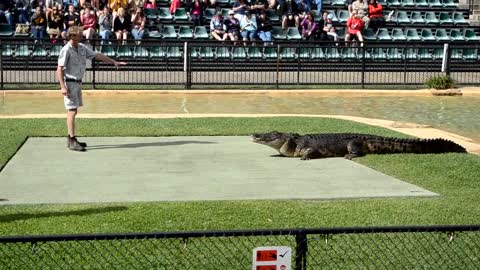 crocodile show in Australia