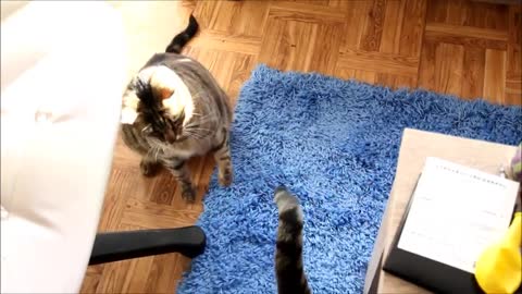 Bobo & Nikita's Favourite Cat Games