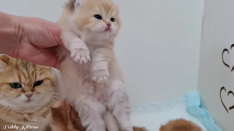 Ophelia displays her adorable Teddy kittens