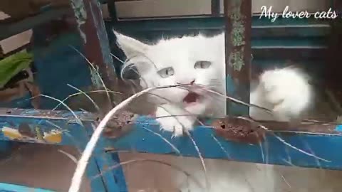 Best Funny Animal Videos Of The 2023 🤣 - Funniest Cats And Dogs Videos 😺😍