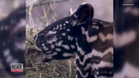 Critically Endangered Malayan Tapir Born at UK Zoo