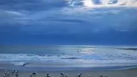 Amazing scene of beach ever must watch